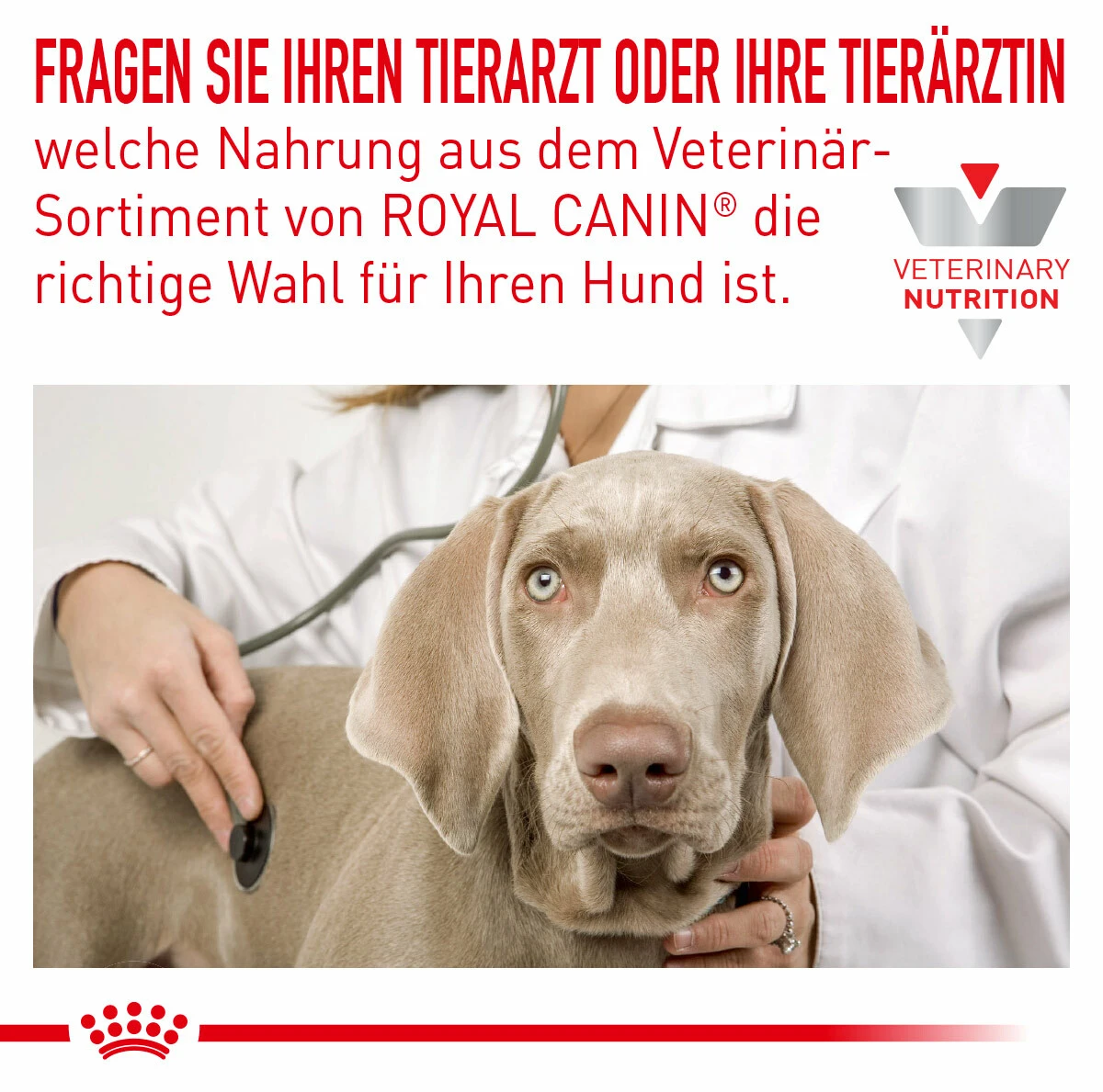 Royal Canin Hypoallergenic Moderate Calorie Trockenfutter Für Hunde 4 Royal Canin Hypoallergenic Moderate Calorie Trockenfutter Für Hunde – Bild 2