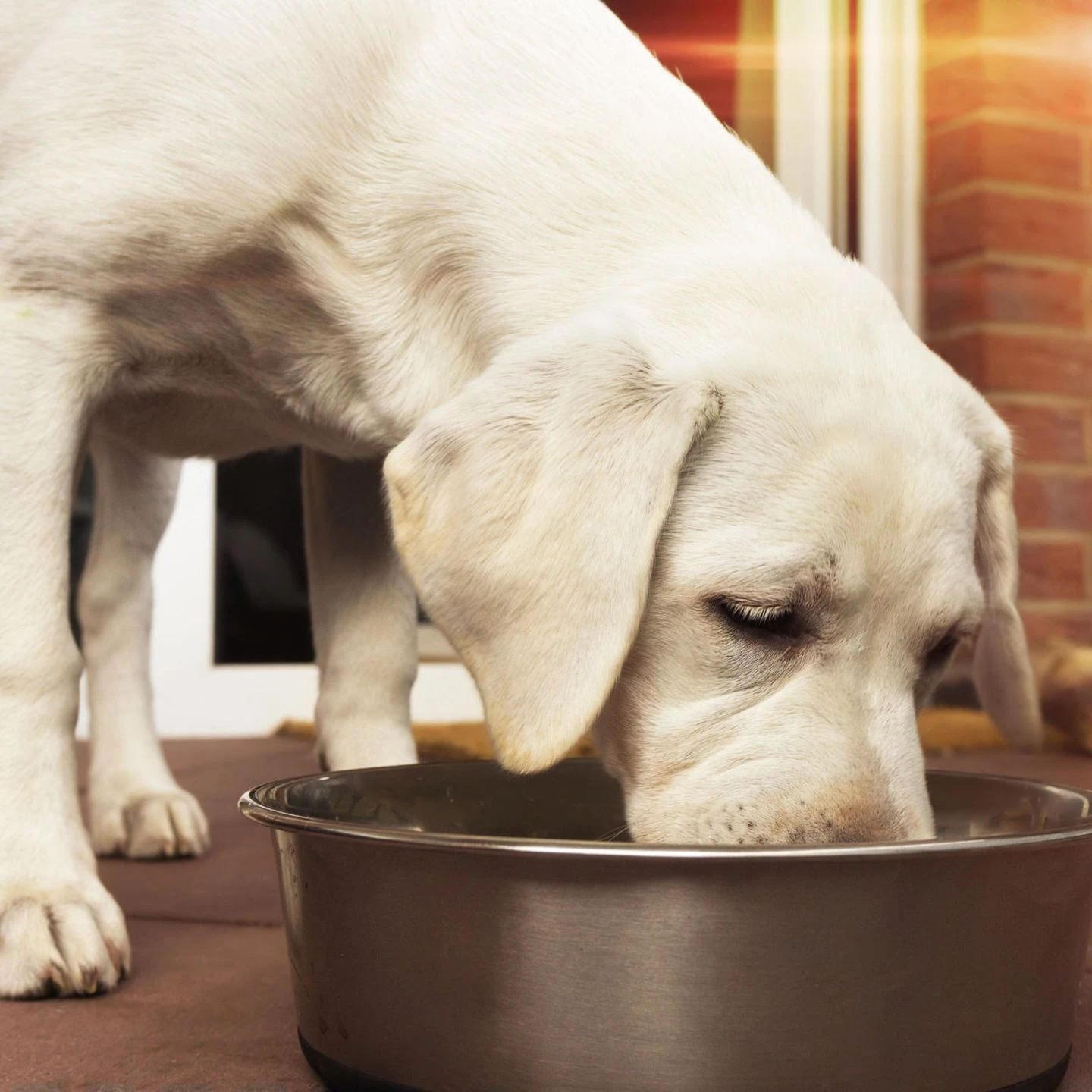 Tier Futter Profi Geschaft -Tier Futter Profi Geschaft richtige ernaehrung des hundes